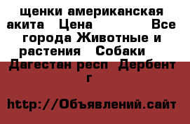 щенки американская акита › Цена ­ 30 000 - Все города Животные и растения » Собаки   . Дагестан респ.,Дербент г.